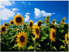 図:タッチスクリーン